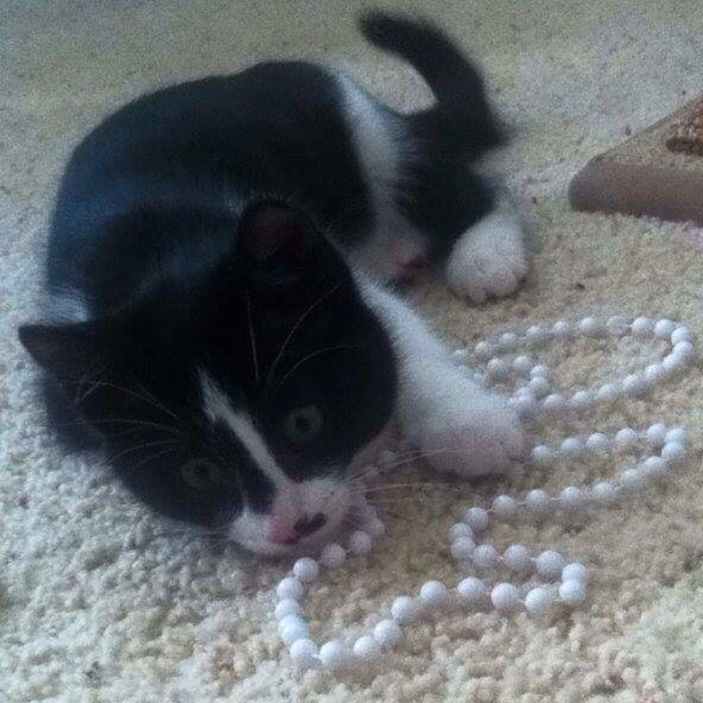 Meet your Posher, Abigail